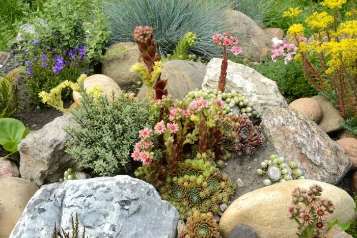 Steingarten mit verschiedenen Pflanzen